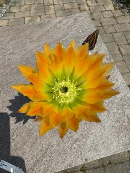 Echinocereus ctenoides